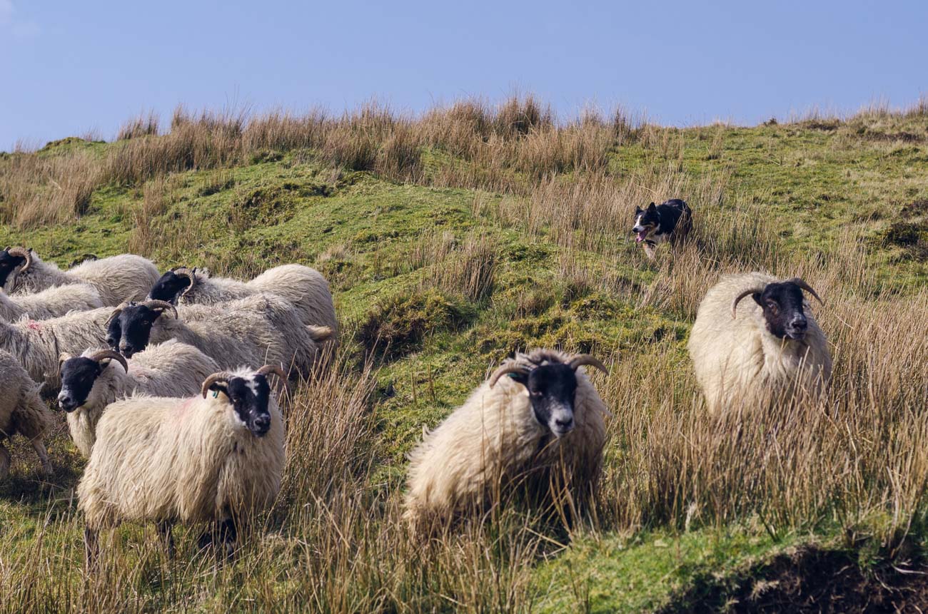 Isle of Skye - ovčácký pes v akci