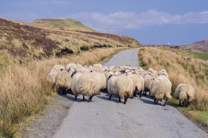 Isle of Skye - ovce a zážitky